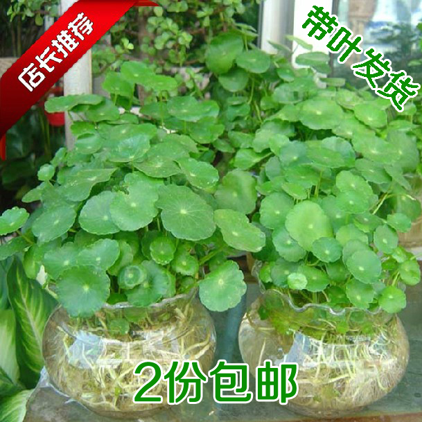 水培植物 铜钱草金钱草办公室桌面盆栽花卉室内净化空气绿植 带叶