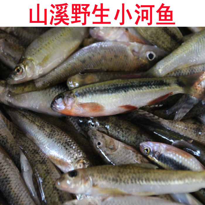 黄山野生小河鱼 新鲜小河鱼山区溪河现捕现发顺丰速运河鲜味