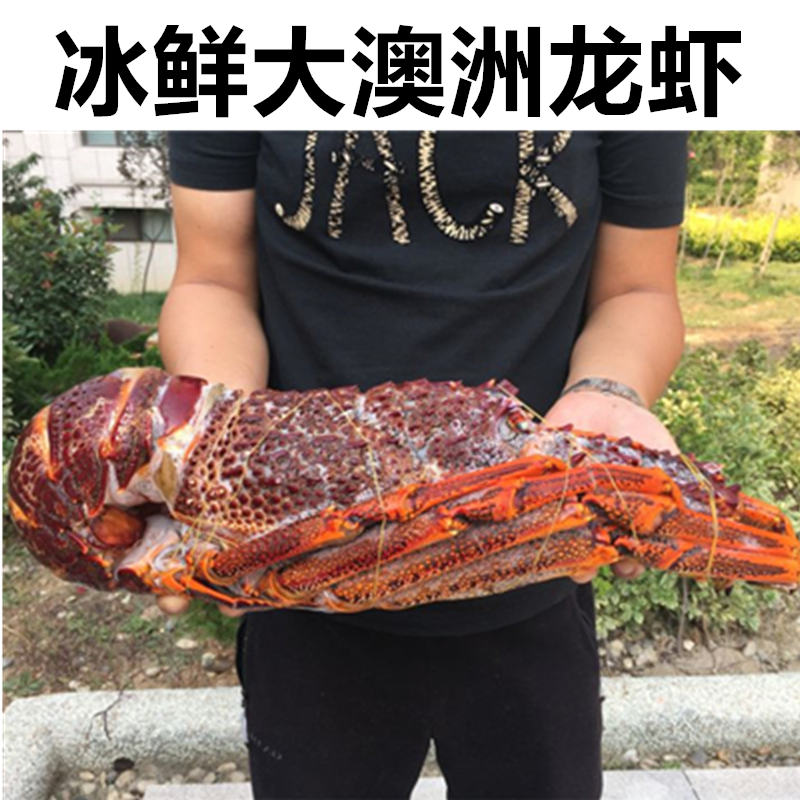 4-4.6斤澳大利亚大龙虾红龙大 鲜活鲜冻冰鲜澳洲澳洲龙虾