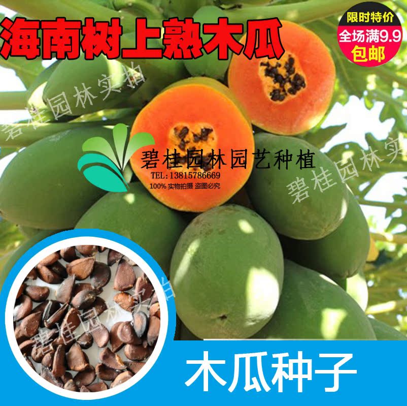 50粒番木瓜种子 甜木瓜籽 庭院菜园易种 水果蔬菜 阳台盆栽种菜