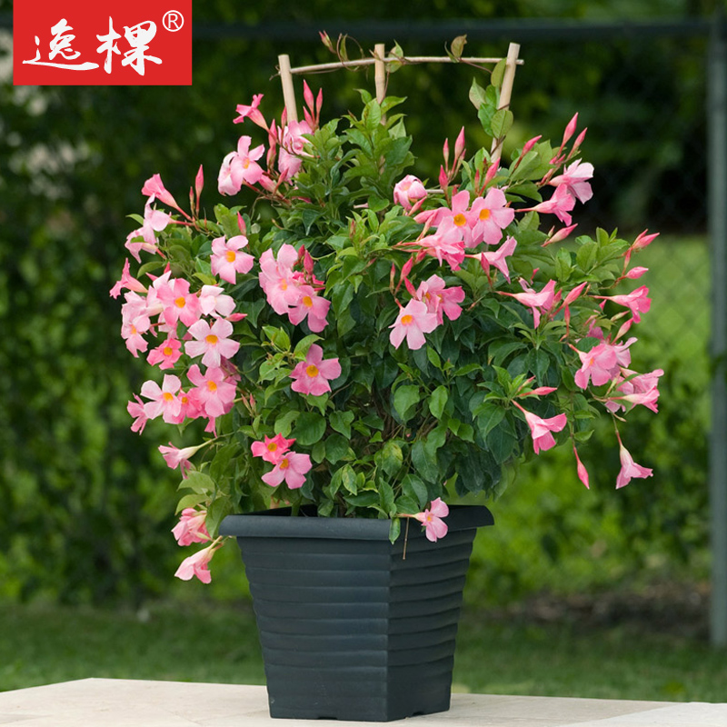49包邮飘香藤双腺藤花苗爬藤藤本植物花卉阳台庭院盆栽多年生