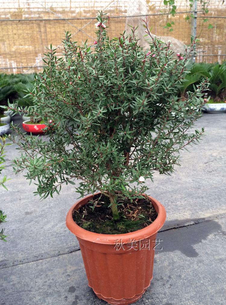 松红梅盆景办公室客厅盆栽松雪梅花苗木本植物花卉冬天开花观花