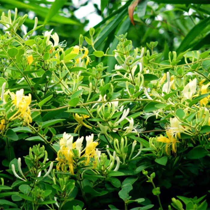 【买2包邮】新鲜金银花纯露230ml 补水清热湿疹祛痘抗皱