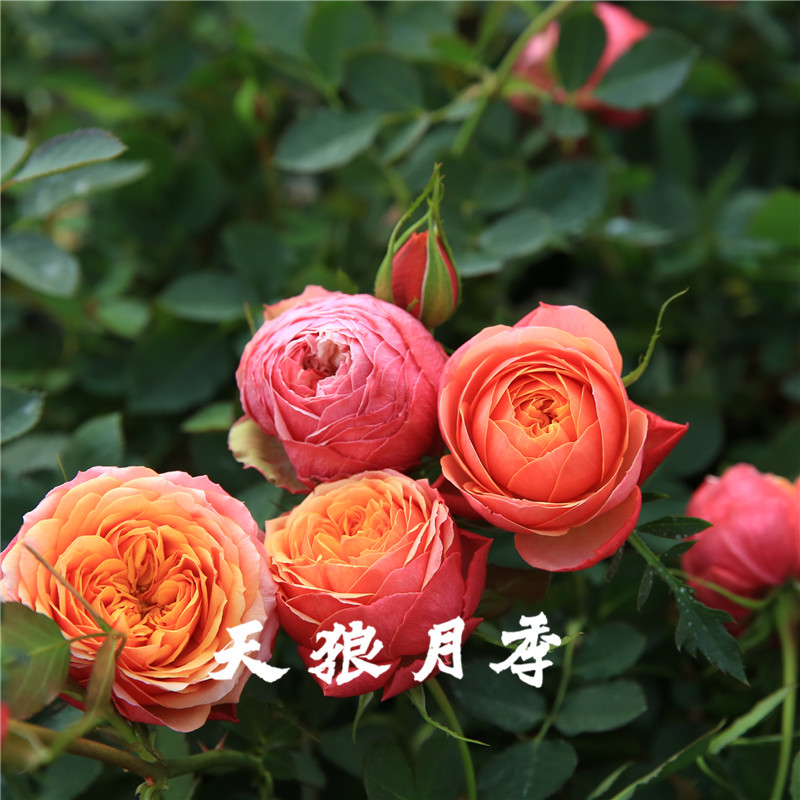 天狼月季 芒果浪漫 棒棒糖树月精品盆栽勤花花卉欧月玫瑰庭院花