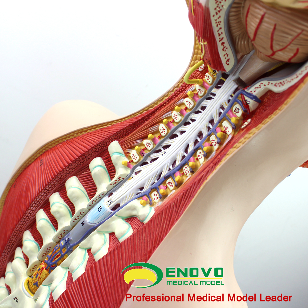 颐诺正品18部件85cm无性躯干人体身体器官结构组织解剖模型