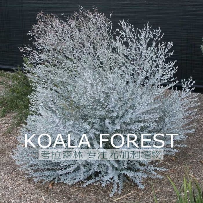 尤加利月亮湖种子5粒eucalyptus moon lagoon fine leafed mallee