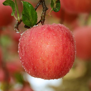 【新鲜苹果红富士】最新淘宝网新鲜苹果红富士