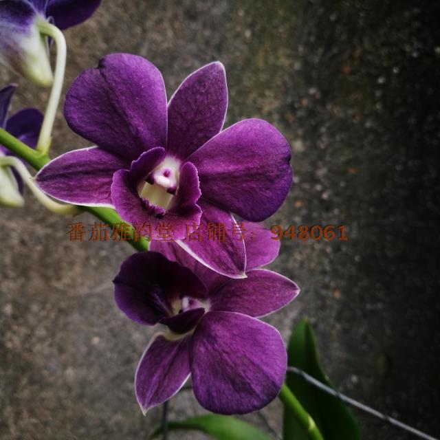 blue angel "air-blue"蓝天使石斛兰清香兰花洋兰