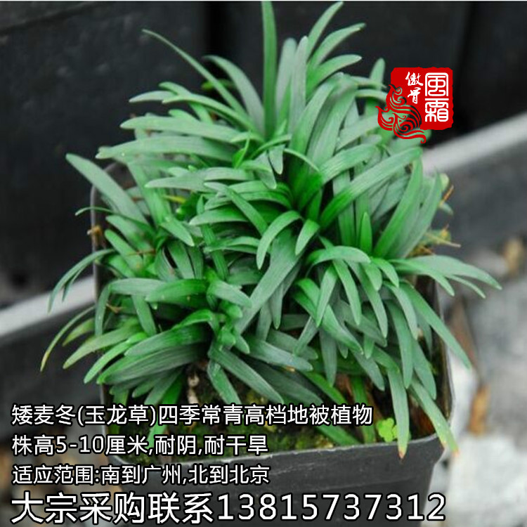 矮麦冬苗玉龙草矮麦冬草盆栽四季常青地被植物耐寒矮生麦冬草包活