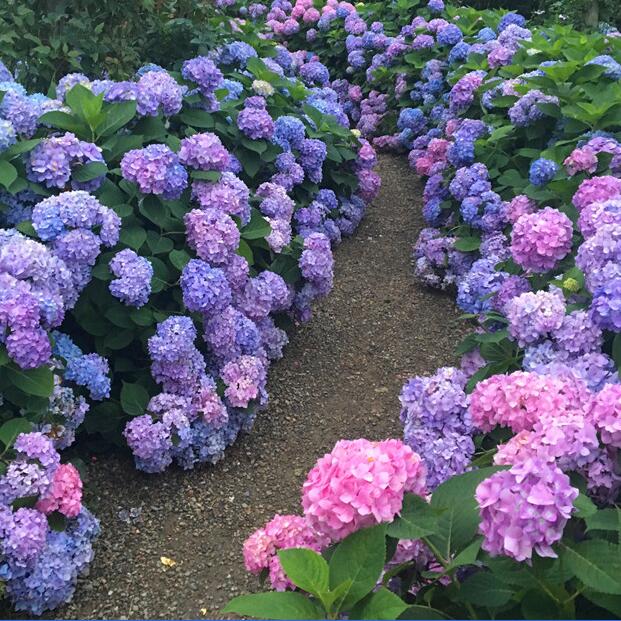 大花绣球 无尽夏 八仙花 塞布丽娜 帝沃利花卉 盆栽植物 绣球小苗