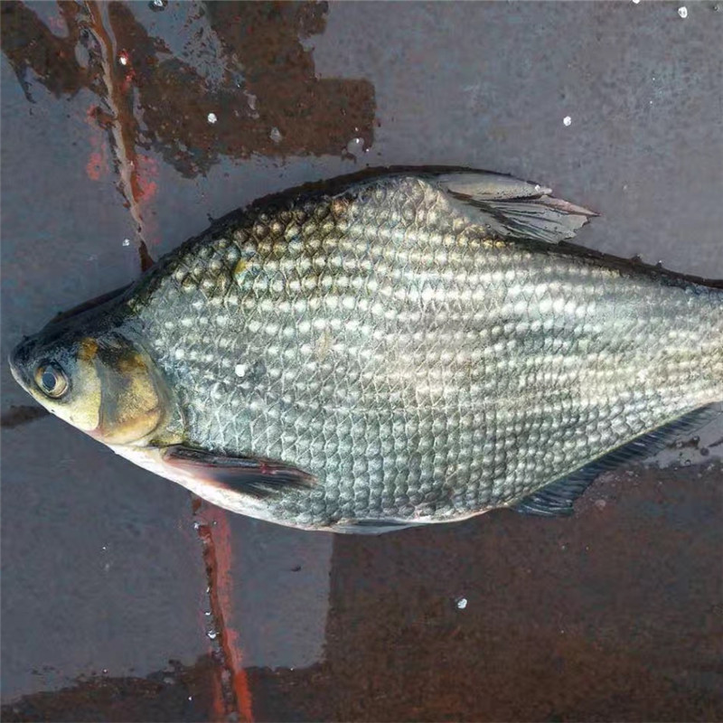 野生鳊鱼 里下河地区 新鲜野生三角鲂 自然生长 鲜活