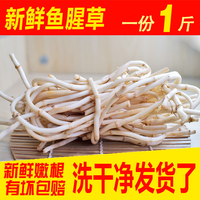 新鲜鱼腥草折耳根现挖鱼腥草根野生鱼腥茶侧耳根节节根鱼星草500g