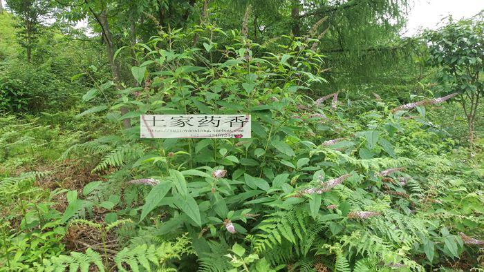 野生 醉鱼草 闭鱼花,痒见消,鱼尾草,樚木,五霸蔷 醉鱼草老桩