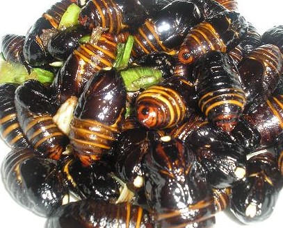 蚕蛹 东北特产野生柞 新鲜营养活黑蚕蛹 特级美味大茧蛹500g特级