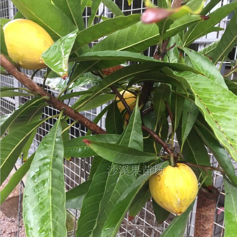 仙桃正宗蛋黄果苗狮头果鸡蛋果高贵果树嫁接苗盆栽带叶发货