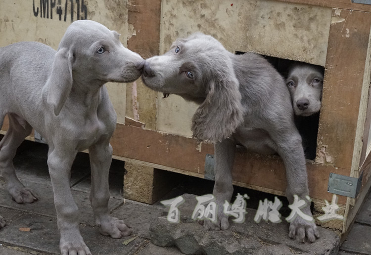 稀有精品长毛威玛猎犬魏玛犬幼犬纯种活体宠物狗狗保活保健康聪明