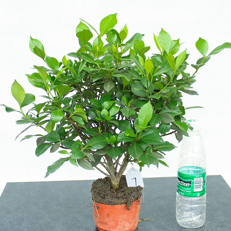 栀子花盆栽四季绿植大叶栀子花小叶栀子牡丹栀子带花苞独杆栀子花