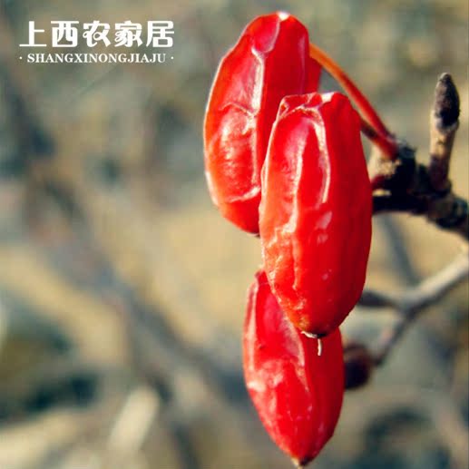 【带核山茱萸】2016年精选正品山茱萸 滋补茱萸茶山茱芋干果250g