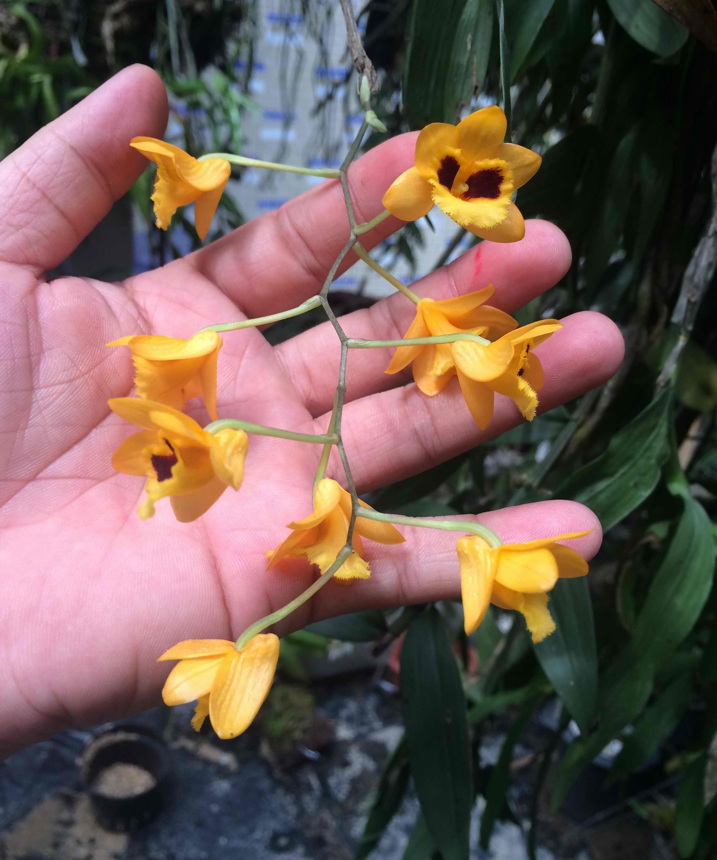 洋兰 曲轴石斛 dendrobium gibsonii lindl 高芽一个2