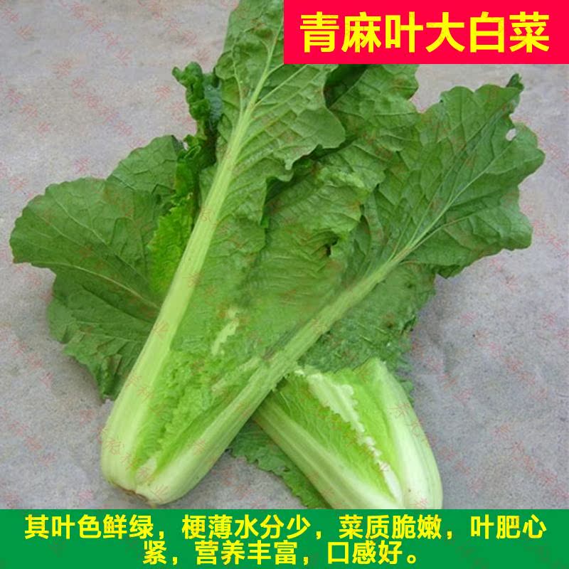 四季播蔬菜新青麻叶白菜种子包心大白菜阳台菜园盆栽庭院基地包邮