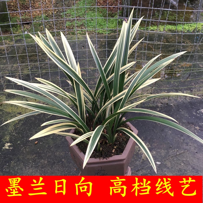 兰花苗带花苞金边墨兰高档线艺日向报岁兰靓艺 绿植盆栽室内植物