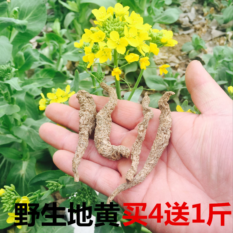 野生新鲜干生地黄 农家现挖新鲜地黄根 菊花心生地 中药材500g