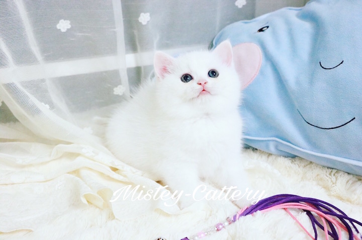 mistey cattery〕苏格兰折耳猫 纯白短毛立耳红眼妹妹 sold