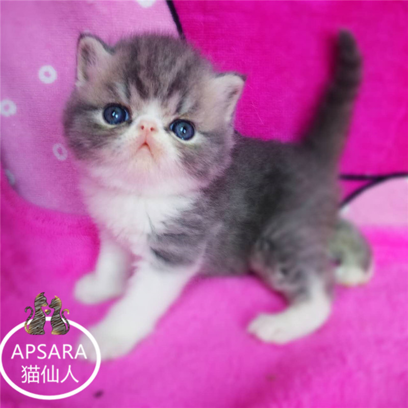 布偶猫纯种cfa血统证书蓝双色布偶猫母猫活体宠物小猫咪幼猫mm
