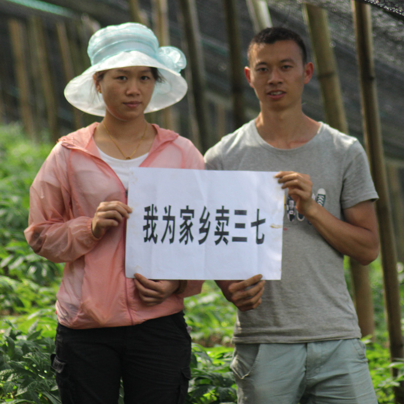 买5送1三七粉37粉云南三七田七粉30头100g三七粉正品文山特级野生