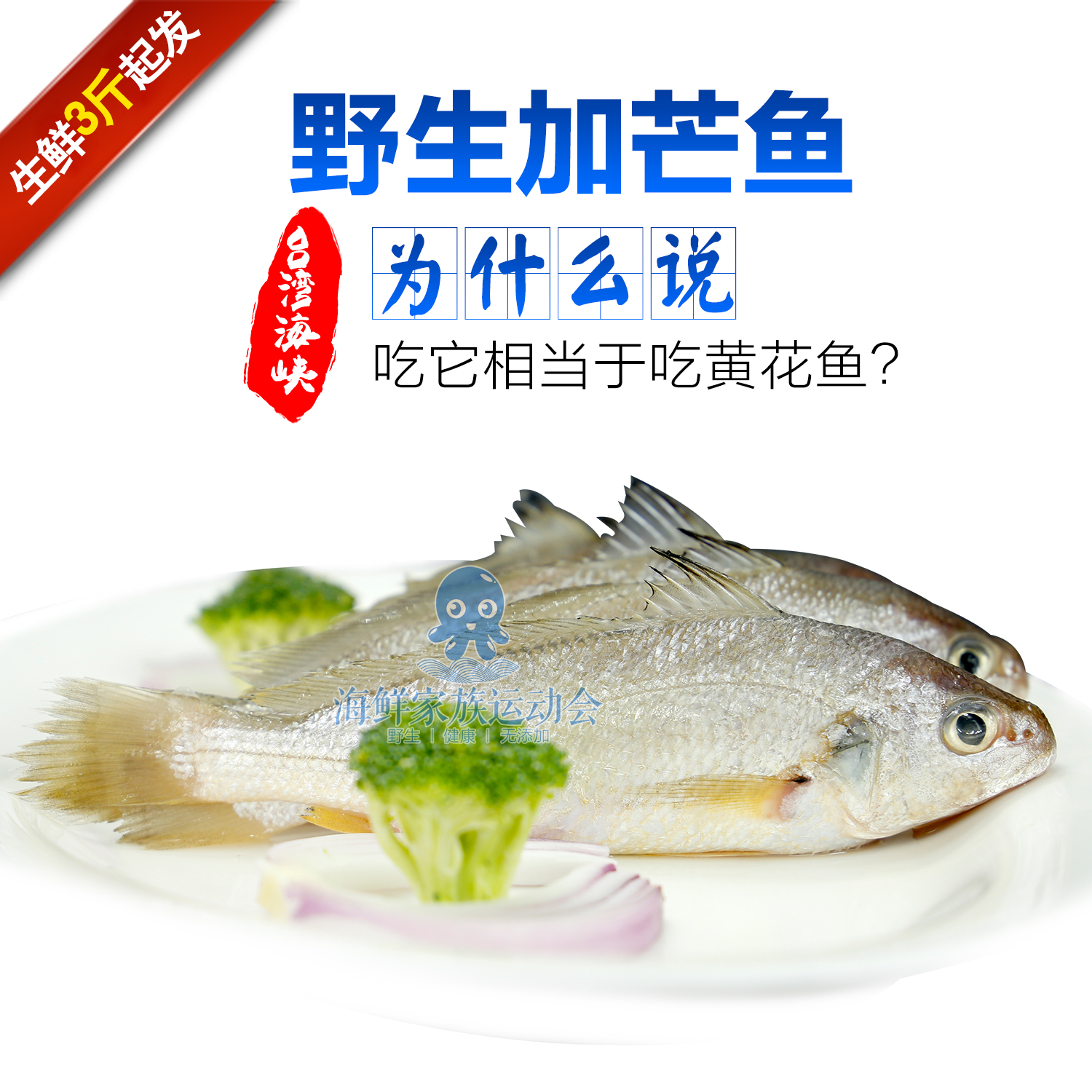 加芒鱼 外号小黄瓜鱼或者小黄花鱼 肉质细嫩 海钓 宝宝辅食海鱼