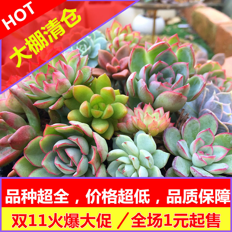 多肉植物组合盆栽桃蛋玉露雪莲生石花仙人球仙人掌肉肉法师盆栽