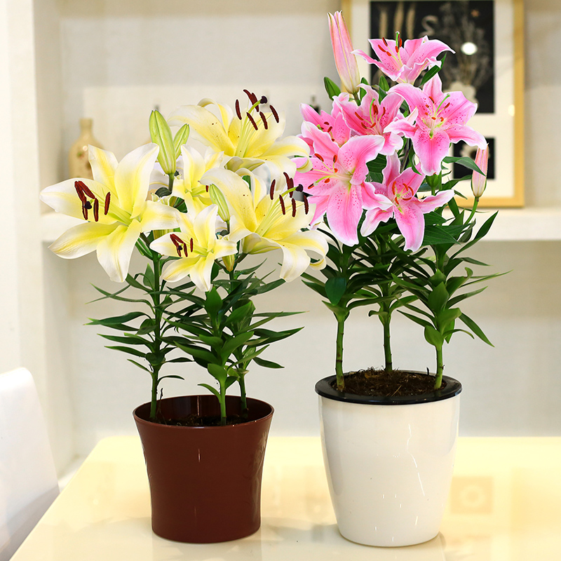 百合花盆栽 百合种球室内阳台绿植花卉 办公室植物 赛