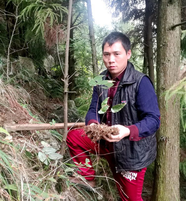 包邮 贵州野生淫羊藿 淫羊藿根 仙灵脾羊合干根淫羊霍