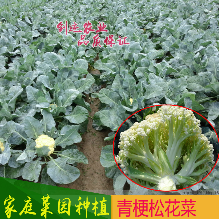 【有机菜花】青梗松花菜种子 特色花菜 台湾引进 春秋播 菜园种