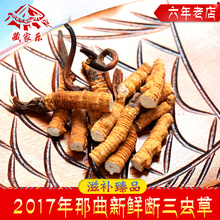 断三虫草 正品 六年老店 新鲜 西藏那曲野生冬虫夏草