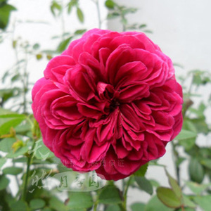 现货!【天然月季园】经典欧月 莎士比亚2000