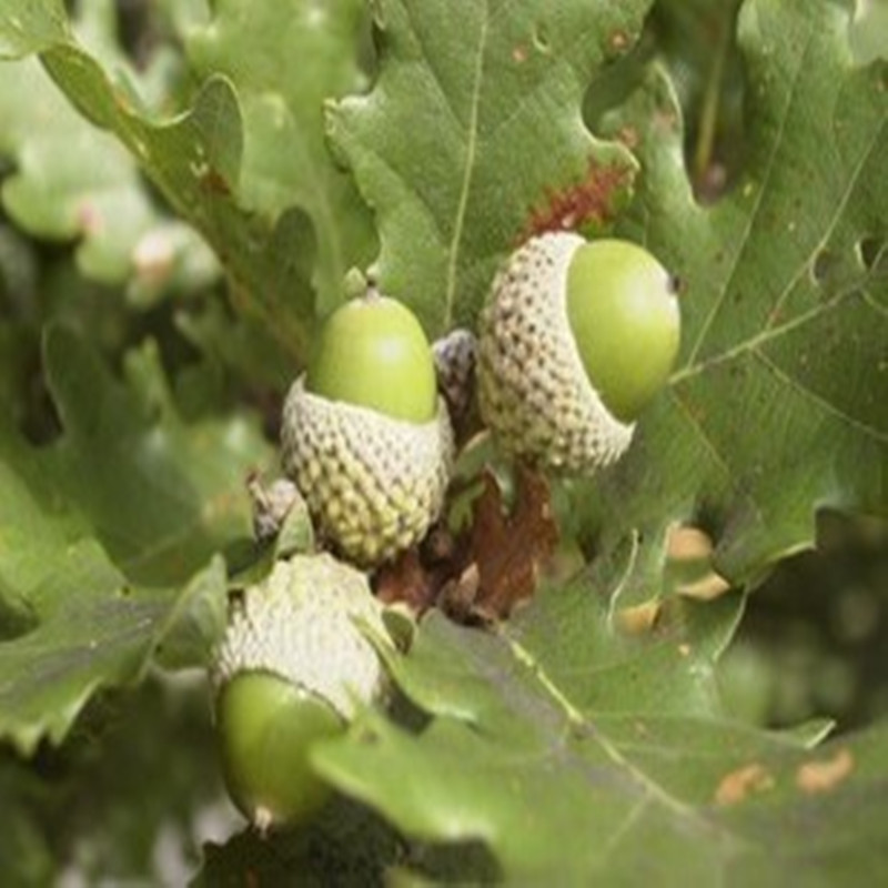 绿化苗木庭院植物果树苗 橡树树苗 栎树树苗夏橡种子当年结果