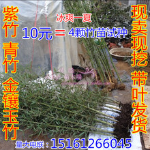 金镶玉竹苗 青竹苗 罗汉竹子苗庭院竹子苗围墙装 紫竹苗 竹子苗