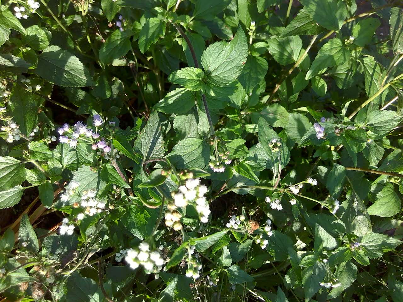 胜红蓟野生白花臭草山林地里采摘纯天然无污染霍香蓟咸虾花毛麝香