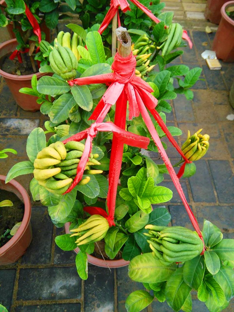 正品[佛手堂膏]滑膜炎佛手堂膏评测 佛手堂膏药