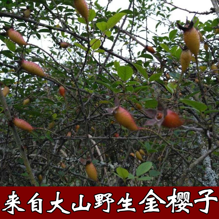新鲜金樱子暂时缺货中 刺梨子 金英子 山石榴金樱果可泡药酒500克