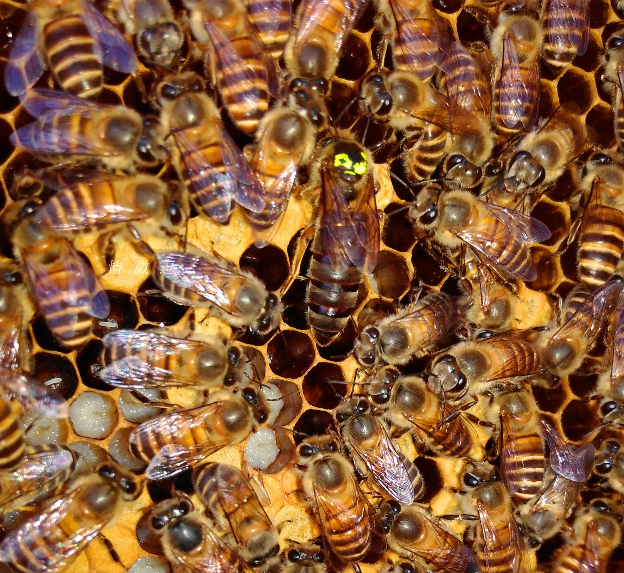 蜂巢中蜜蜂的幼虫。照片摄影图片_ID:157753165-Veer图库