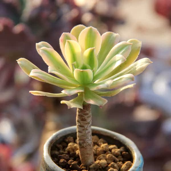 艳日伞多肉植物法师锦办公室防辐射肉肉组合绿植盆栽花卉特价包邮
