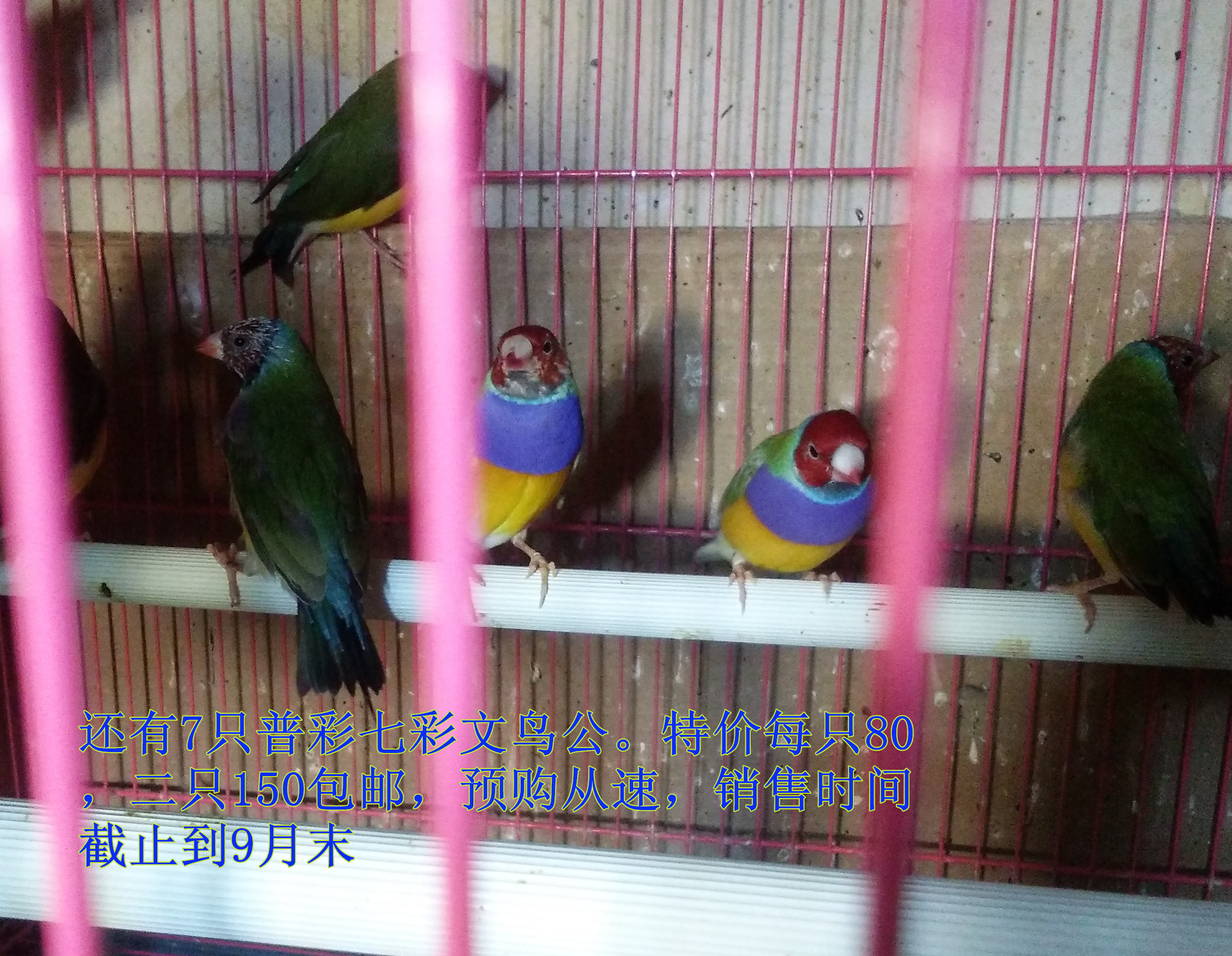 宠物活体手养说话鸟观赏云班小鸟七彩文鸟胡锦鸟金背绿背高彩蓝背
