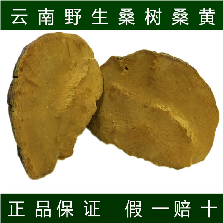 【假一赔十】正宗云南野生桑黄灵芝/桑树桑黄/野生灵芝/500克包邮