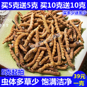 天然营养品礼盒 断虫草 包邮 正宗野生西藏虫草 西藏冬虫夏草正品