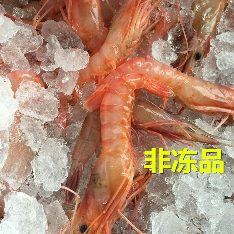 东海野生海虾新鲜红绿头虾 海鲜水产