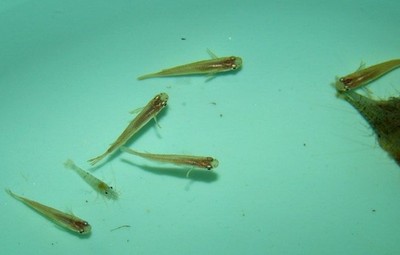 青鳉鱼 120条 包邮蓝眼灯鱼原生活体冷水活体观赏鱼