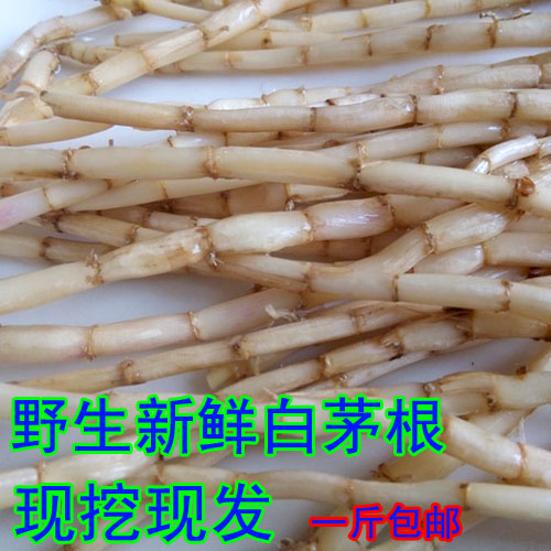 新鲜 现挖野生白茅根 茅草根 甜草根 寒草根坚草根 包邮
