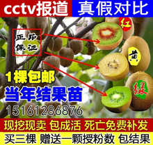 当年结果红黄心 包邮 南北方庭院种植 嫁接猕猴桃苗果树苗盆栽地栽